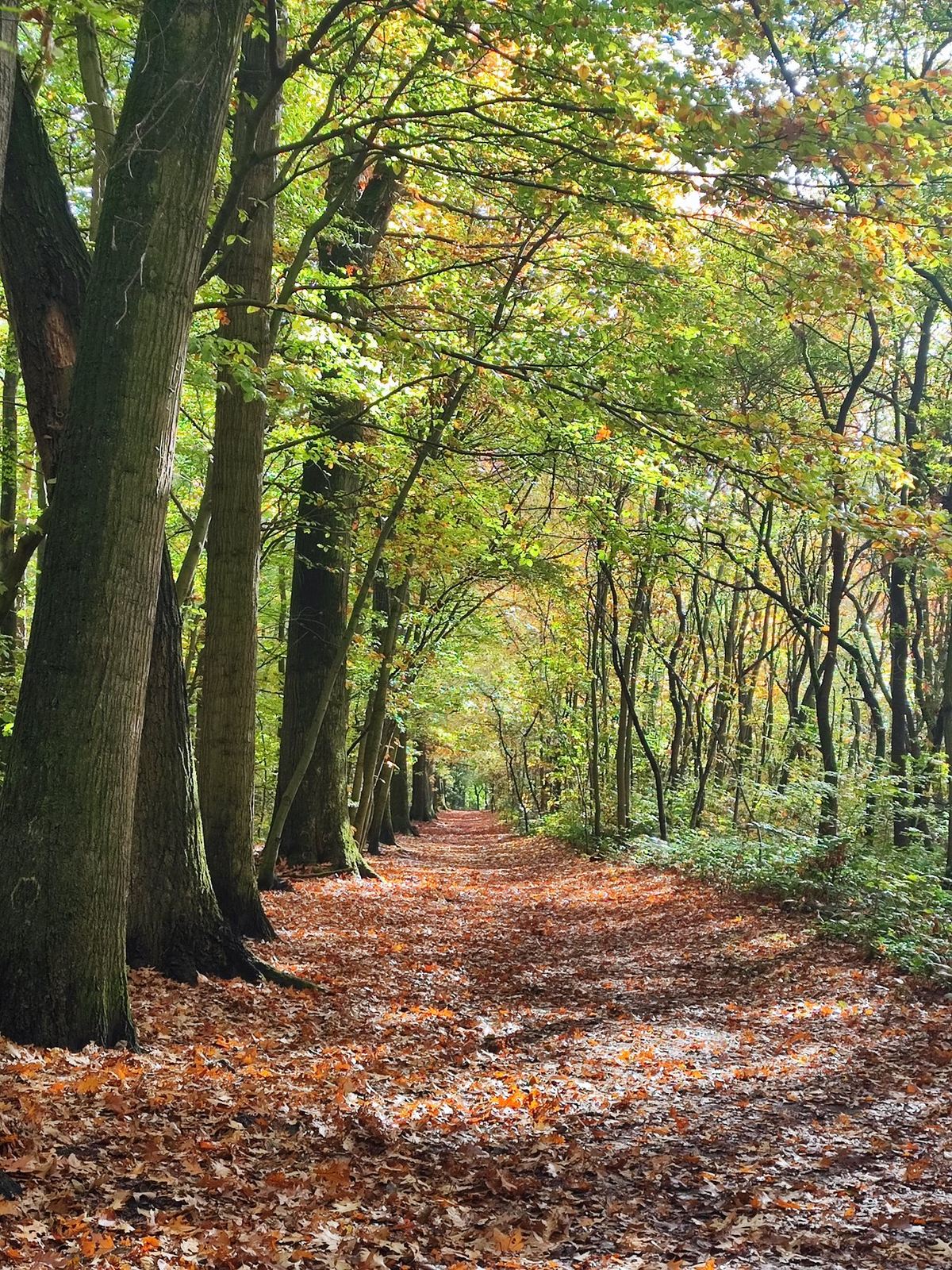 An autumn forest path covered in leaves